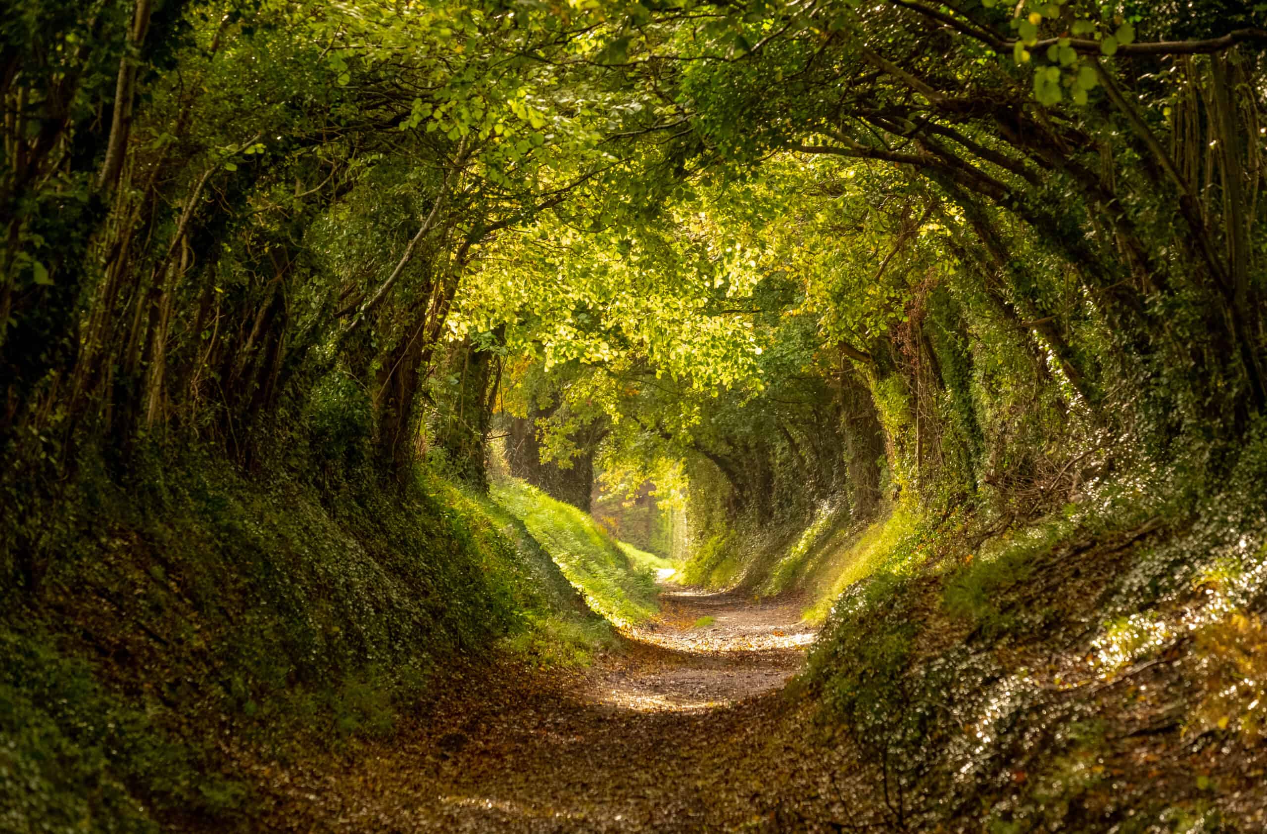 Halnaker tree tunnel in West Sussex UK with sunlight shining in. This is an ancient road which